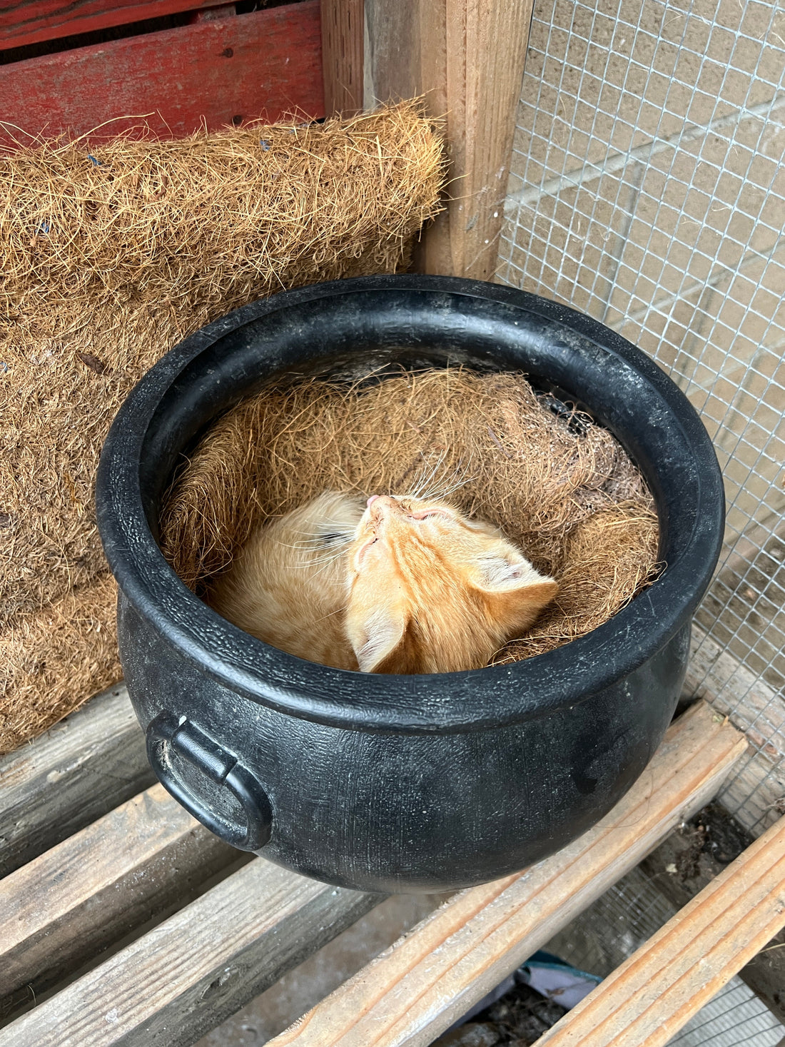 My Garden Potting Table Surprise